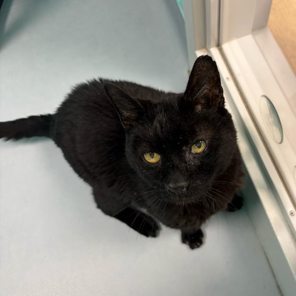 Enlarge Newt, a Adoptable Domestic Short Hair in Boston, MA image 2/6