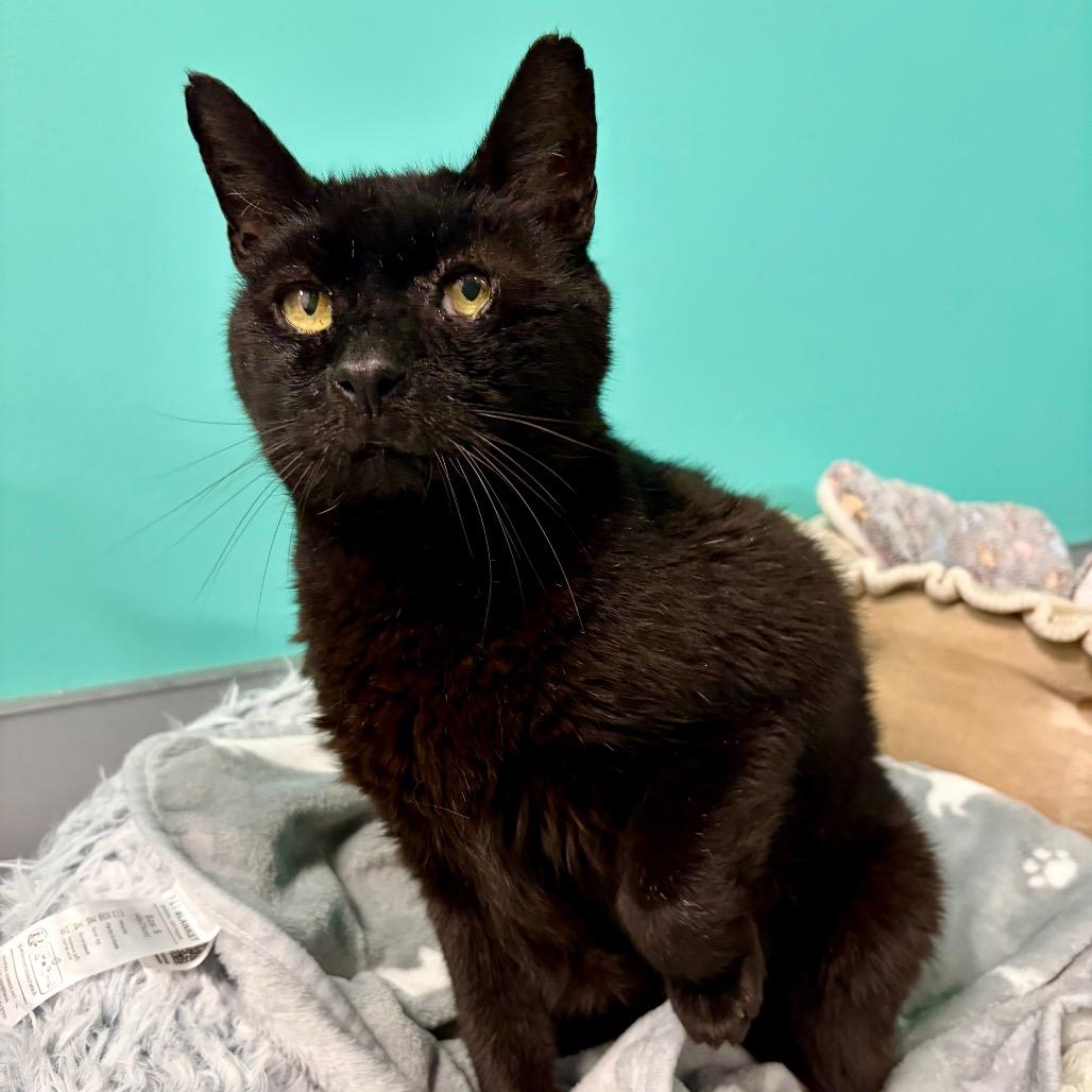 Enlarge Newt, a Adoptable Domestic Short Hair in Boston, MA image 3/6