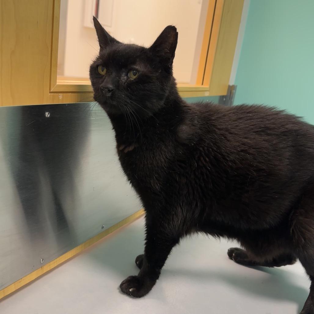 Enlarge Newt, a Adoptable Domestic Short Hair in Boston, MA image 4/6