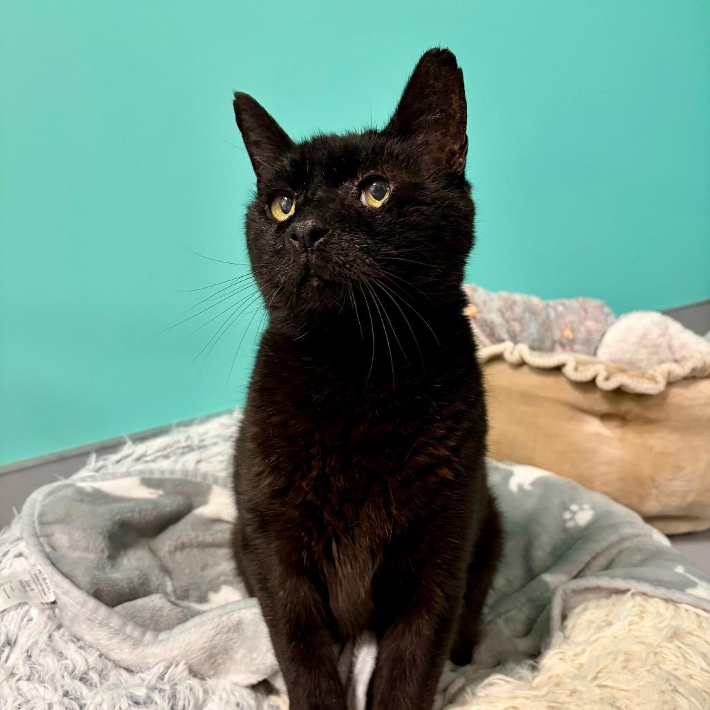 Enlarge Newt, a Adoptable Domestic Short Hair in Boston, MA image 5/6