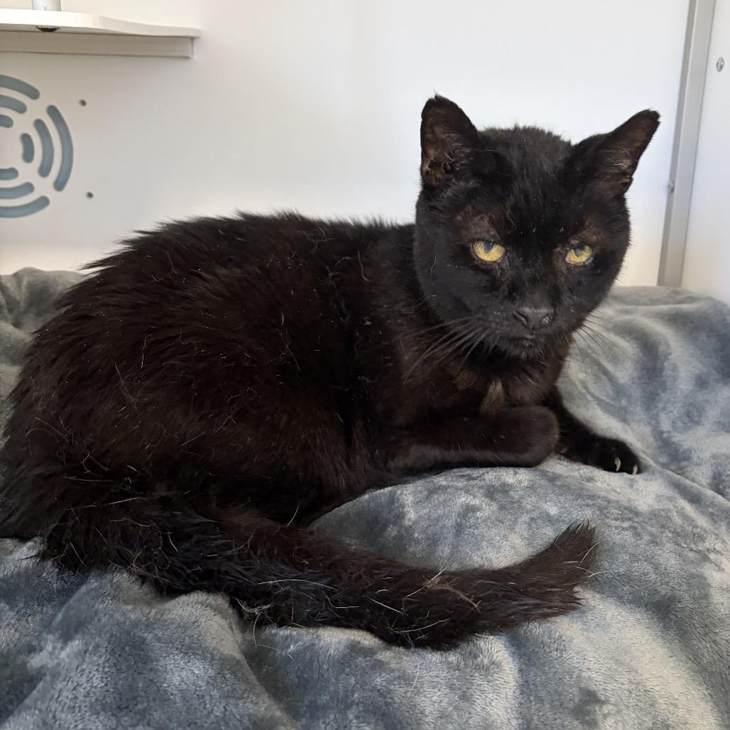 Enlarge Newt, a Adoptable Domestic Short Hair in Boston, MA image 6/6