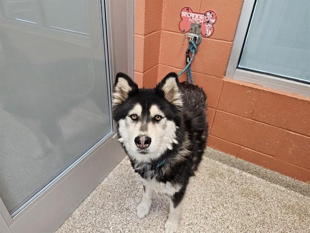 Enlarge KAI, a Adoptable Siberian Husky in Pueblo, CO image 1/1