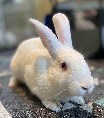 Plover, Adoptable, Baby Male New Zealand.