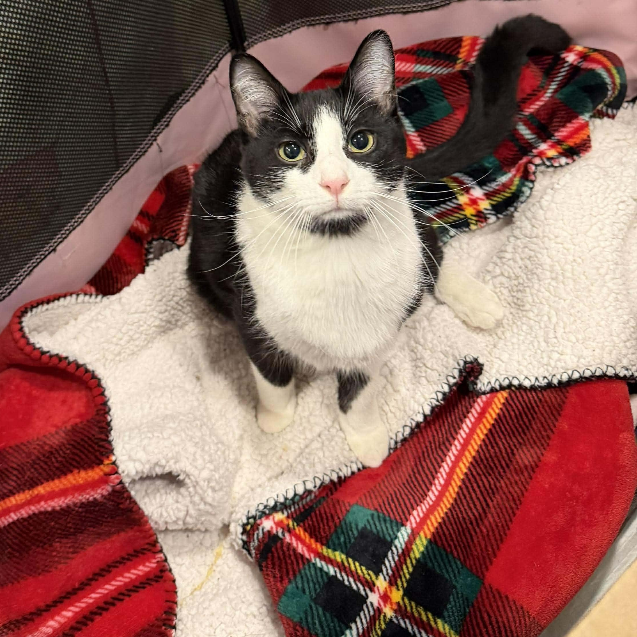 Enlarge Twix, an adoptable Domestic Short Hair in Royal Oak, MI image 3/6