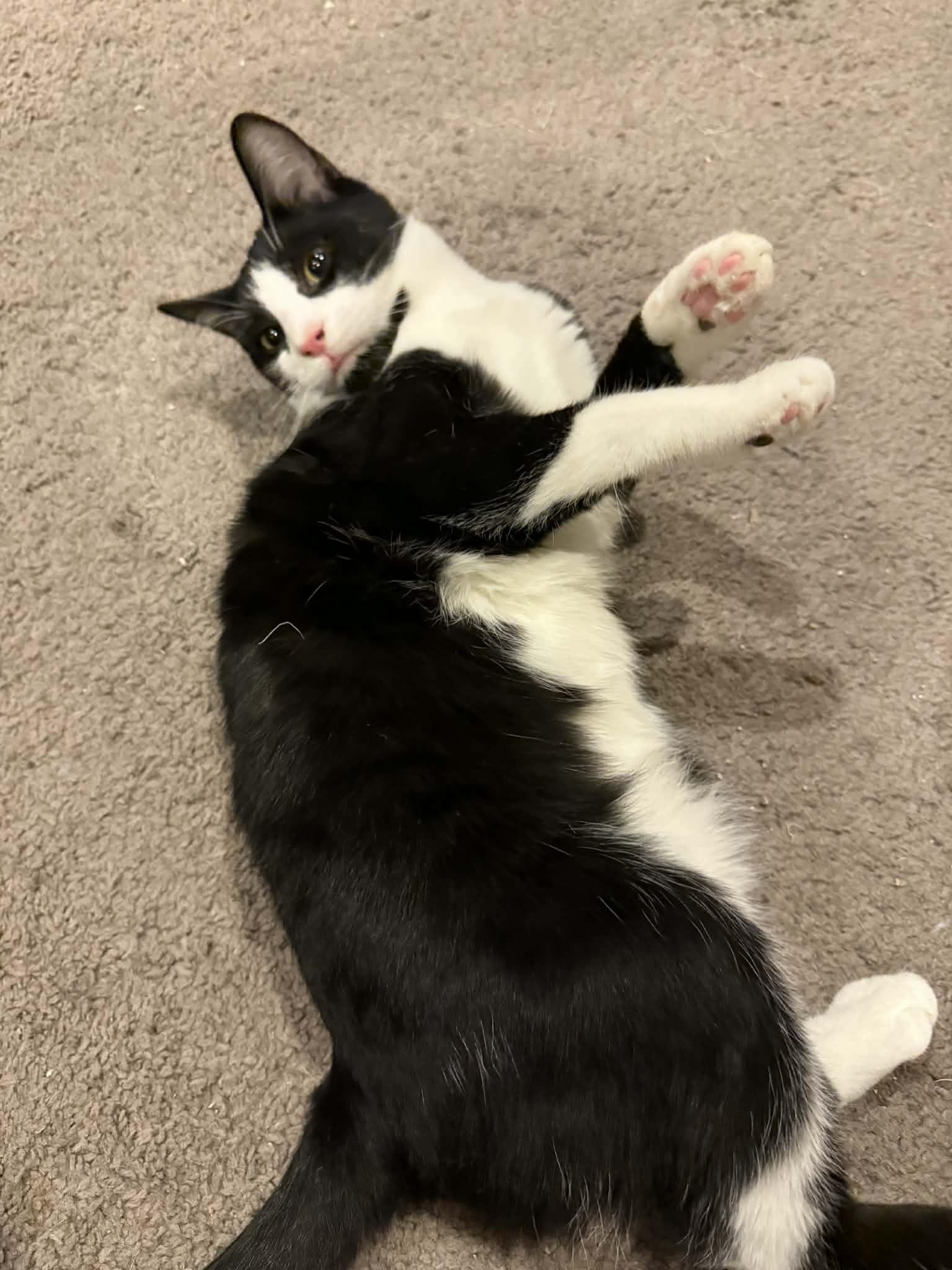 Enlarge Twix, an adoptable Domestic Short Hair in Royal Oak, MI image 5/6