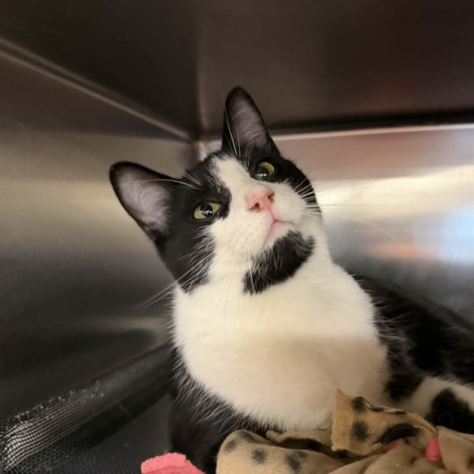 Enlarge Twix, an adoptable Domestic Short Hair in Royal Oak, MI image 4/6