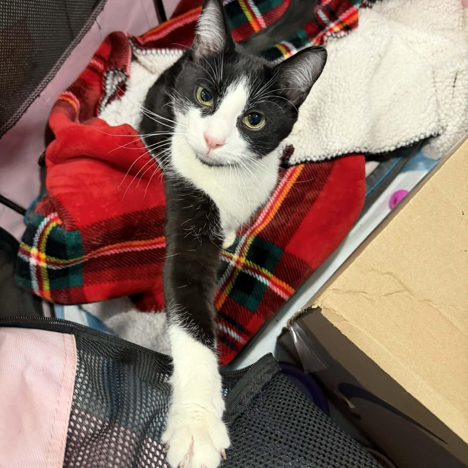 Twix, adoptable, Kitten Male Domestic Short Hair.