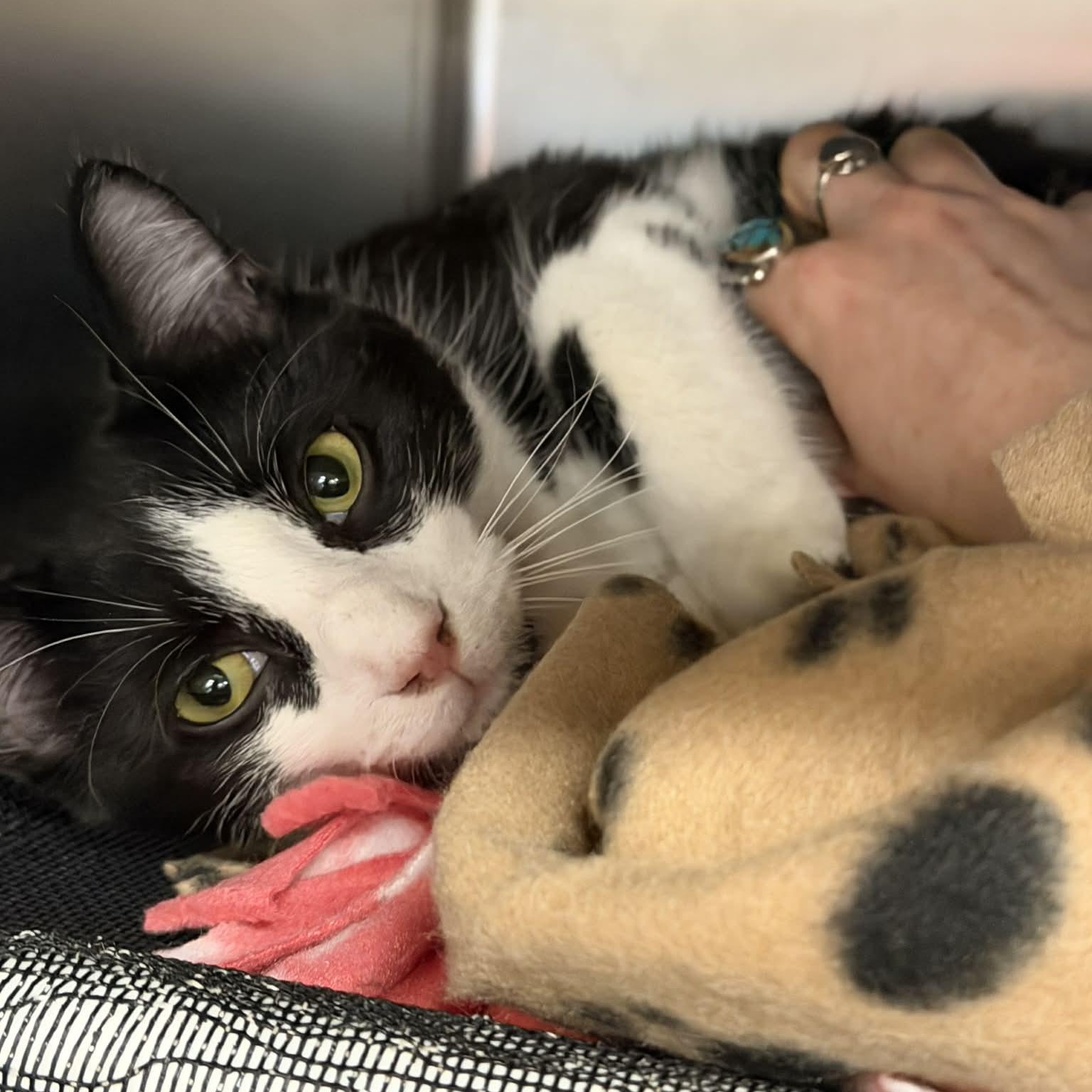 Enlarge Twix, an adoptable Domestic Short Hair in Royal Oak, MI image 2/6