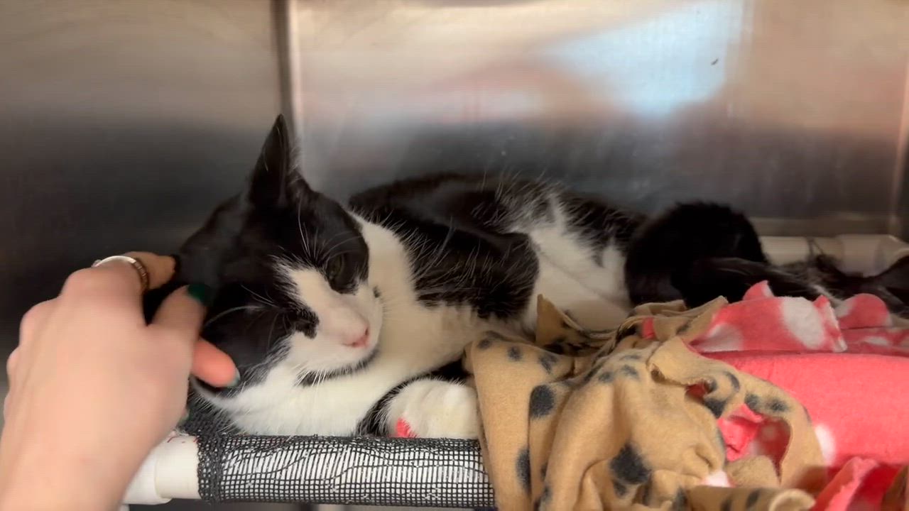 Enlarge Twix, an adoptable Domestic Short Hair in Royal Oak, MI video 6/6