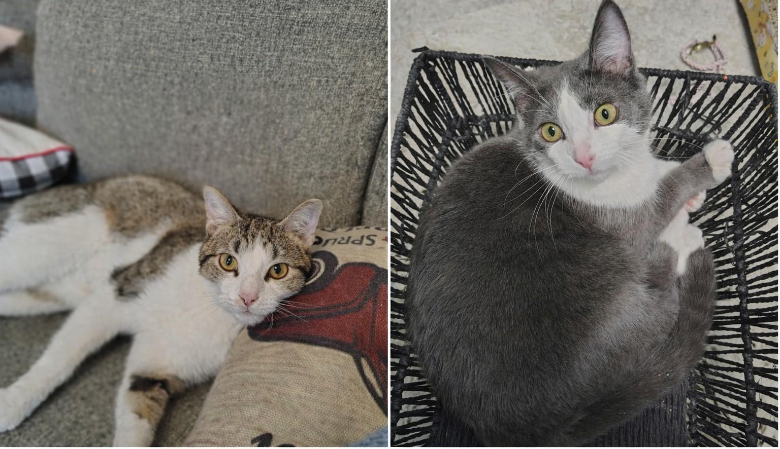 Enlarge Andrew and Maisey, a Adoptable Domestic Short Hair in Toledo, OH image 1/1