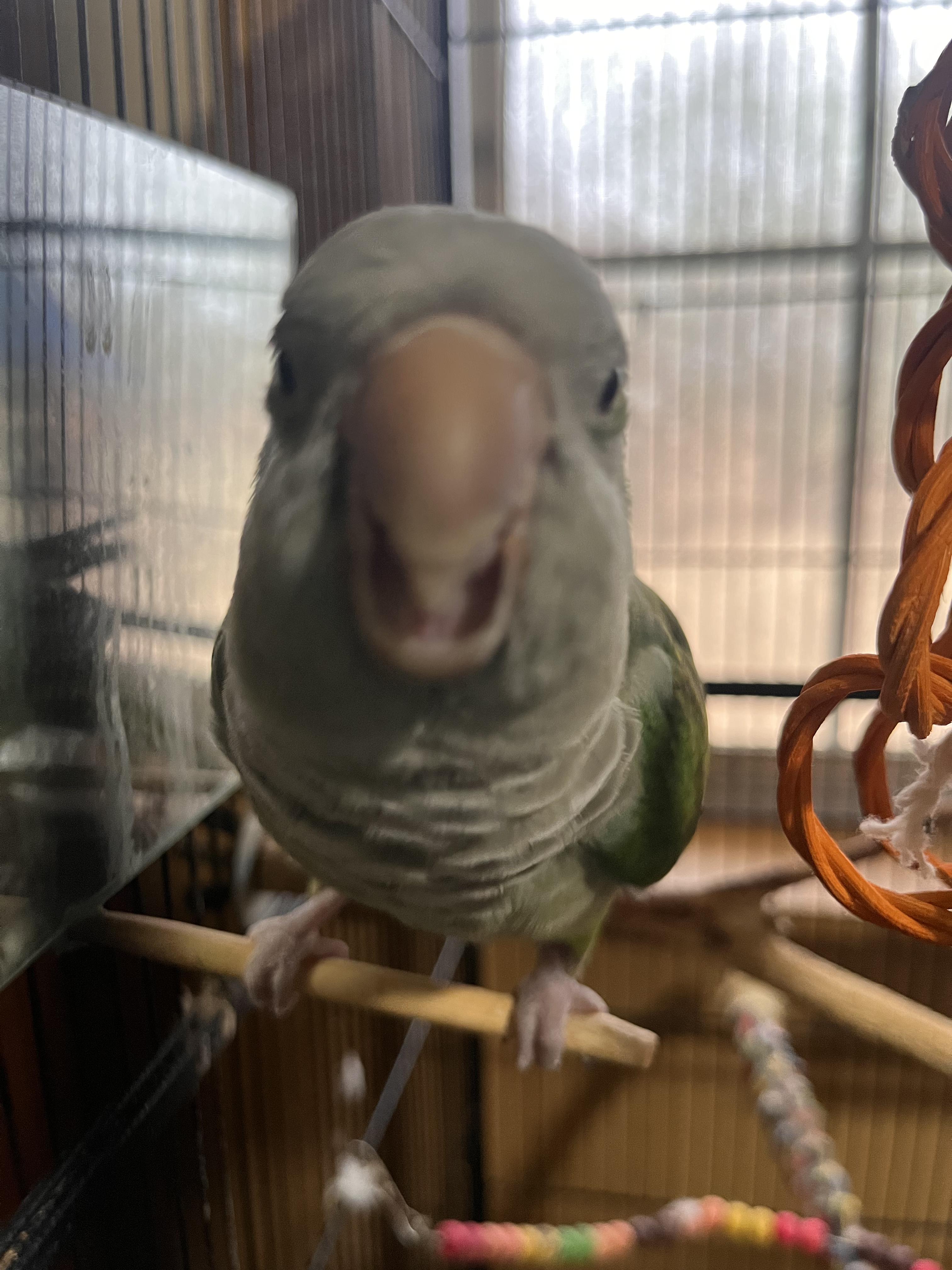 Enlarge Chica, an adopted Parakeet (Other) in Seguin, TX image 3/3