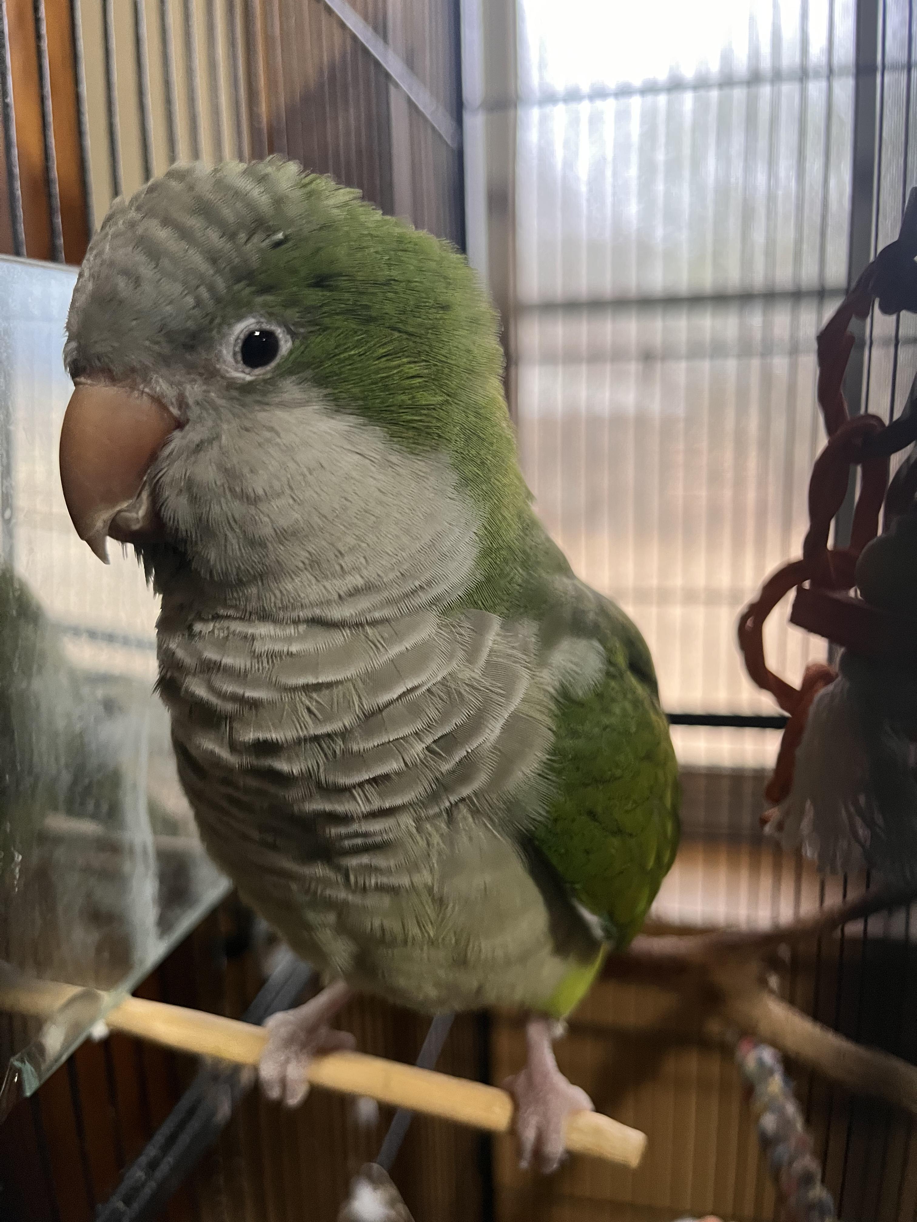 Enlarge Chica, an adopted Parakeet (Other) in Seguin, TX image 1/3
