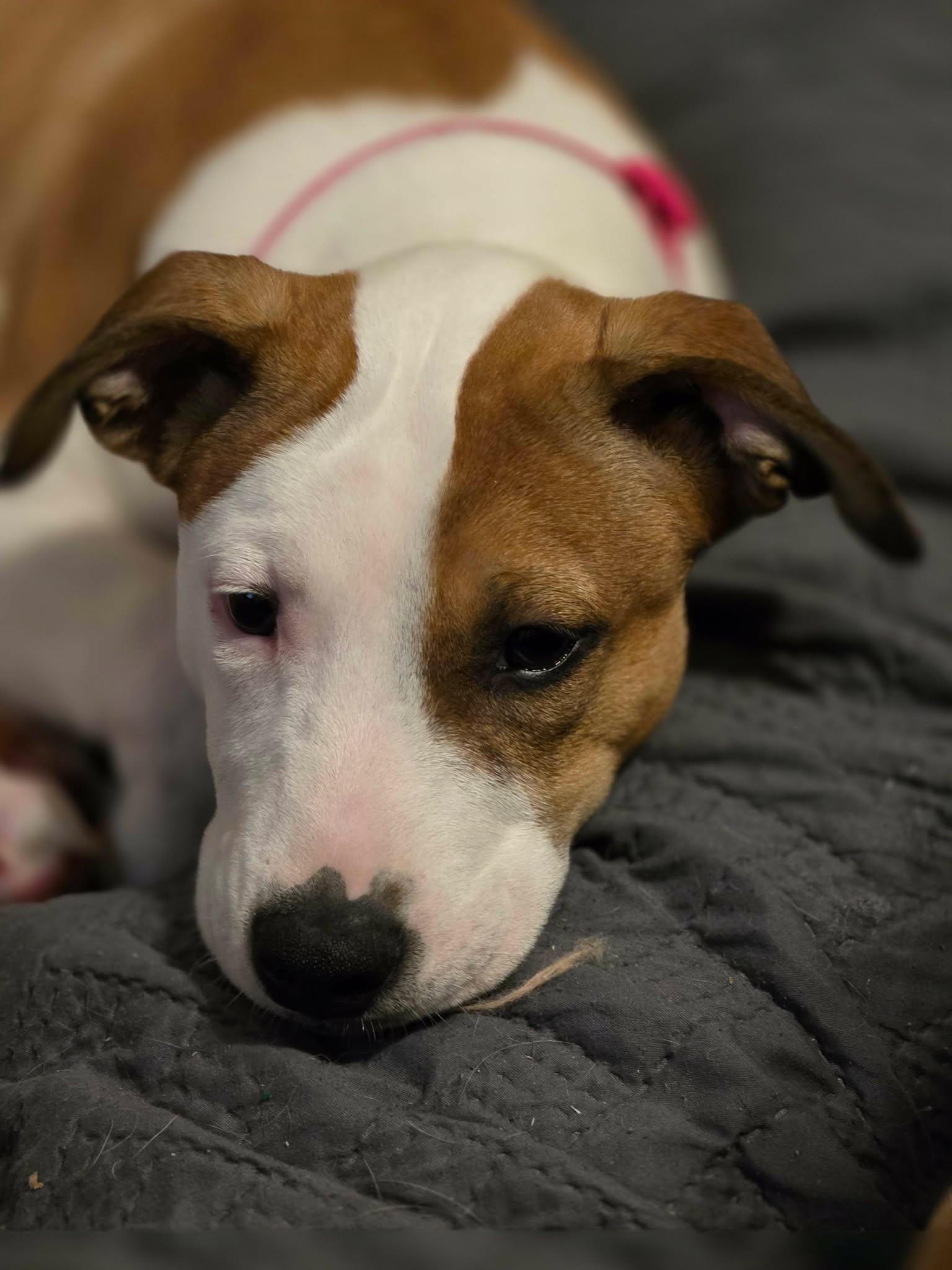 Enlarge Speery, an adopted mixed breed in Lexington, NC image 2/2