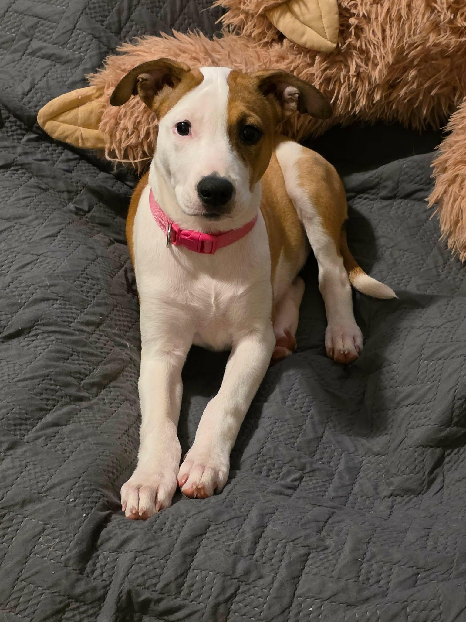 Speery, adopted, Puppy Female Jack Russell Terrier.