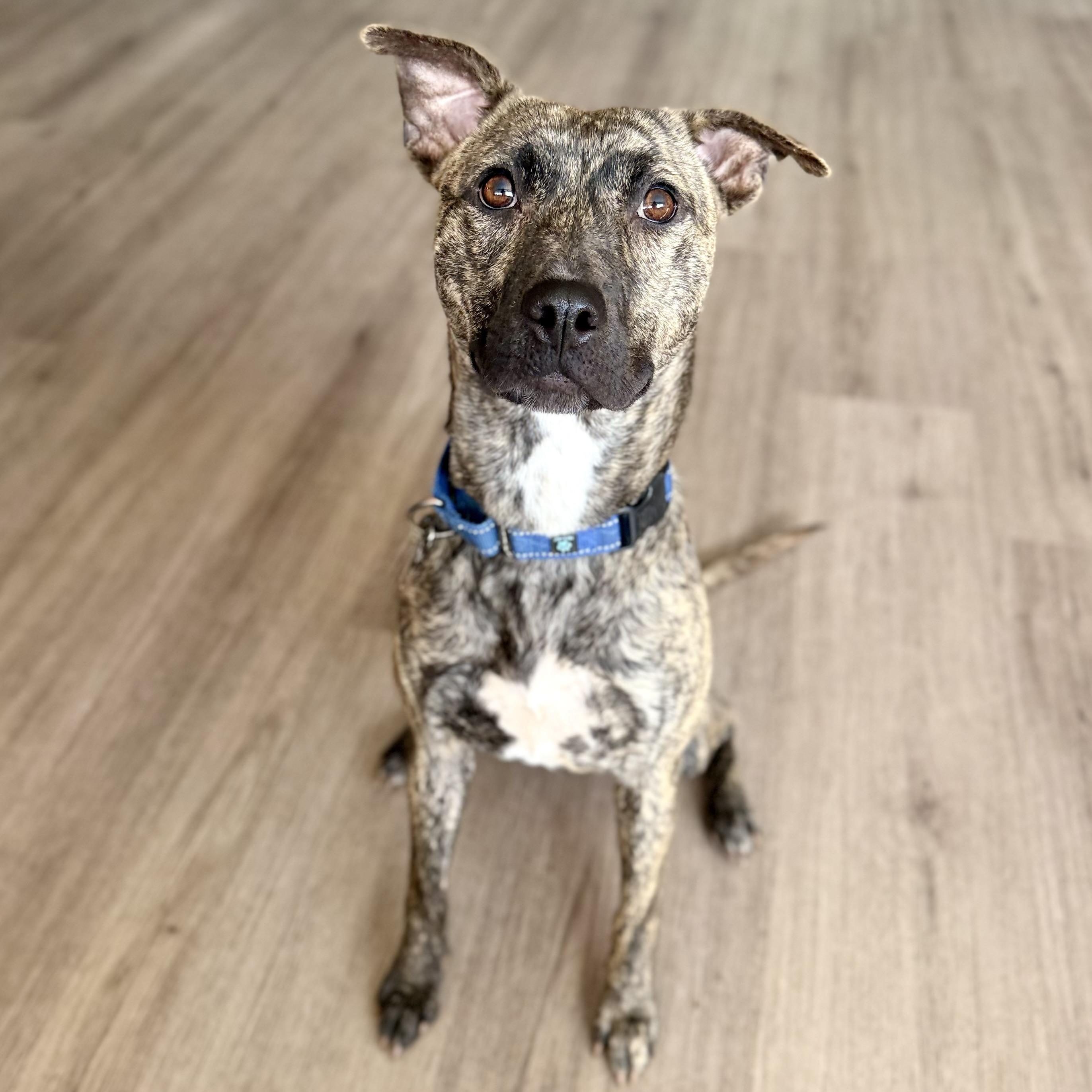 Destiny, a Adoptable mixed breed in Scottsdale, AZ image 3/5