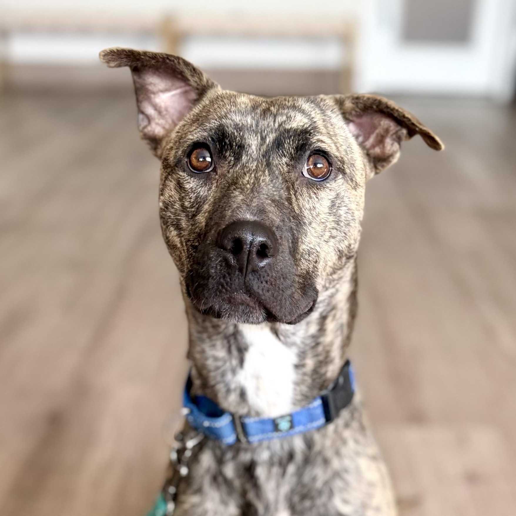 Destiny, a Adoptable mixed breed in Scottsdale, AZ image 1/5