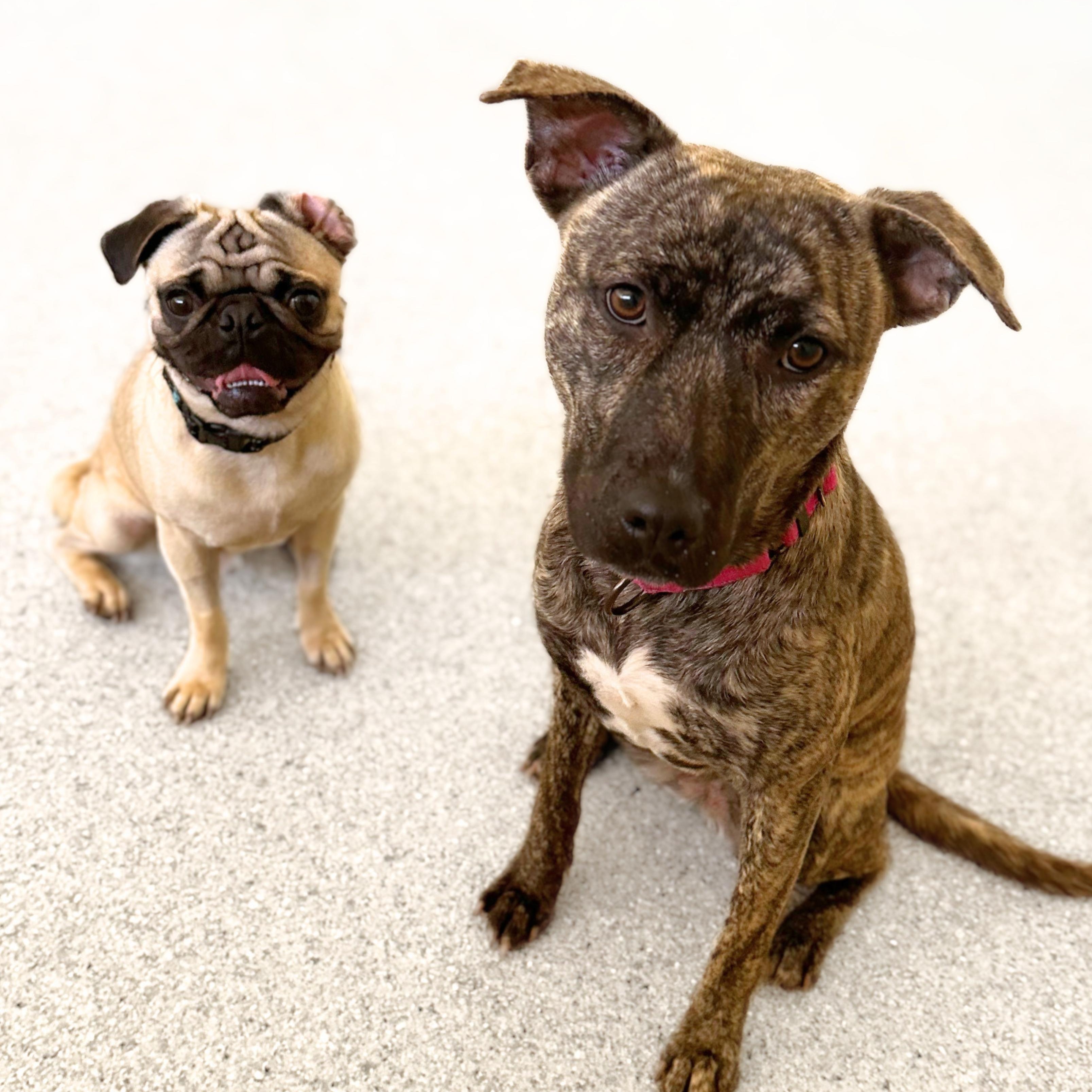 Destiny, a Adoptable mixed breed in Scottsdale, AZ image 4/5