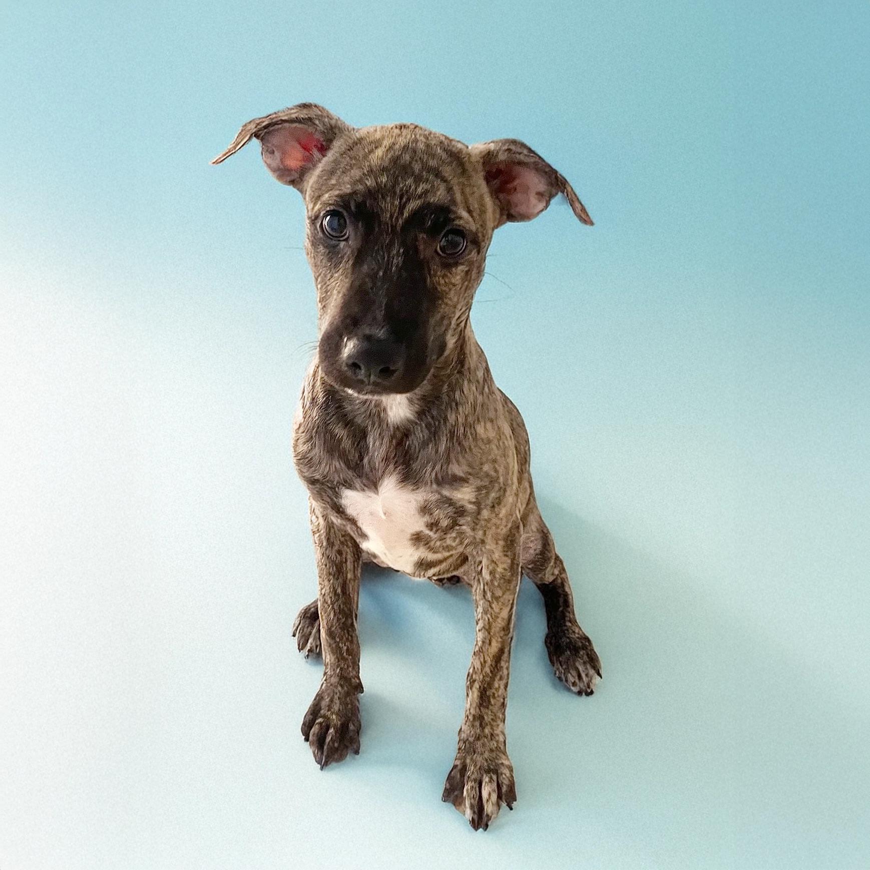 Enlarge Destiny, a Adoptable mixed breed in Scottsdale, AZ image 1/1