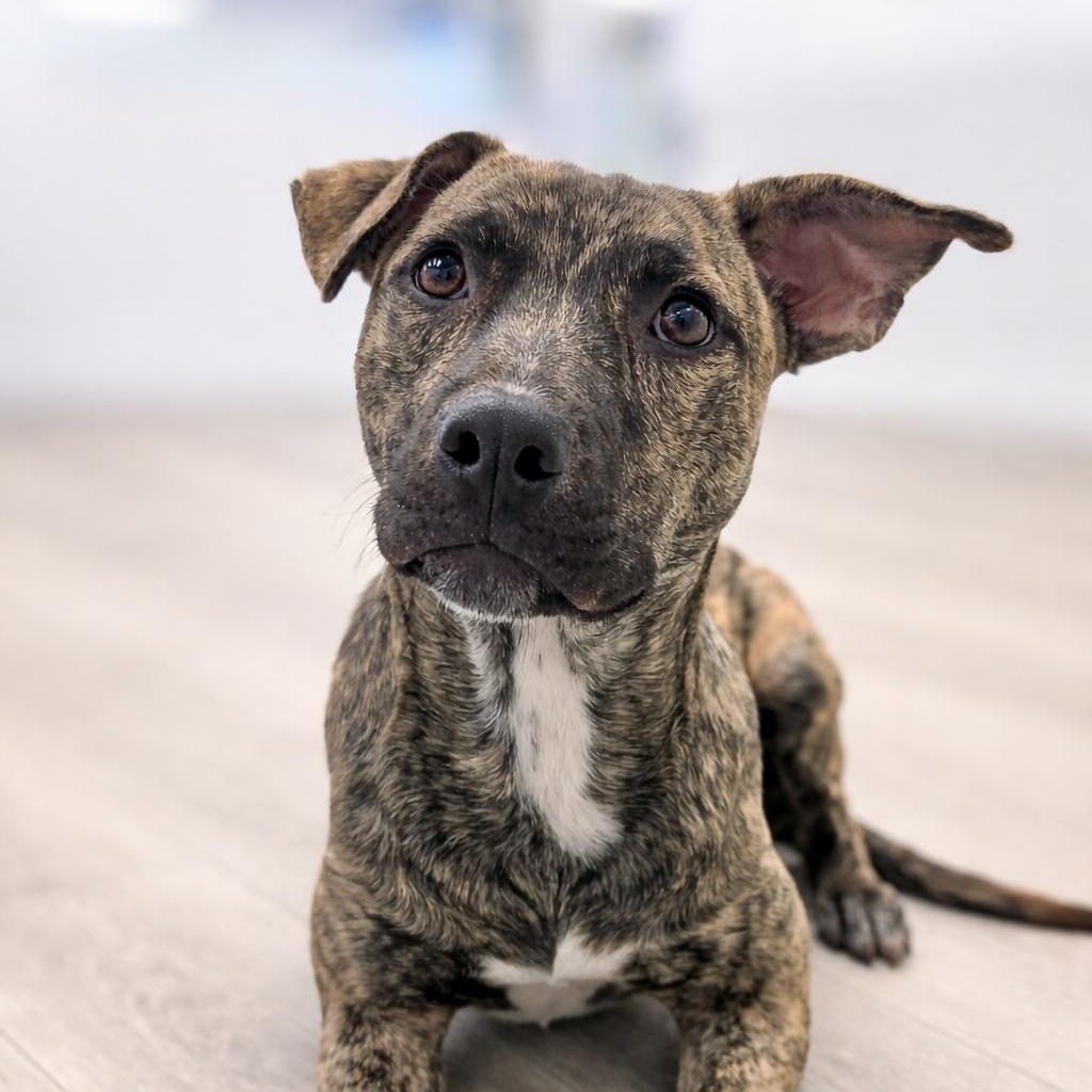 Destiny, a Adoptable mixed breed in Scottsdale, AZ image 1/2