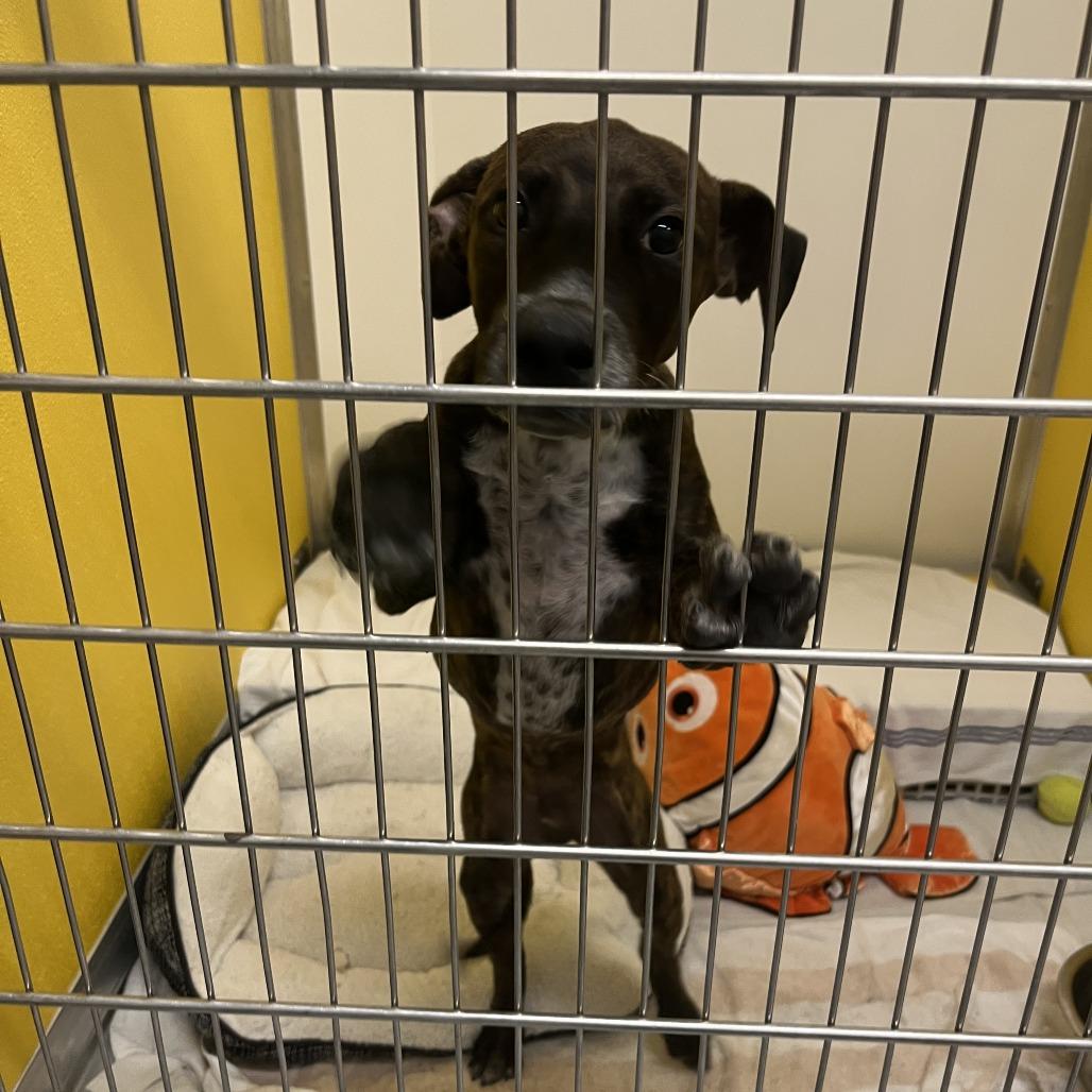 Bravo, Adoptable, Puppy Male Pit Bull Terrier & Mixed Breed.