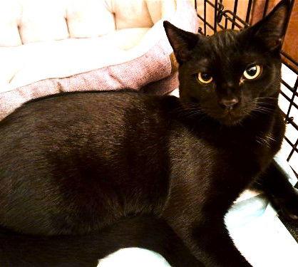 Enlarge Oscar, a Adoptable Domestic Short Hair in Fort Myers, FL image 1/1