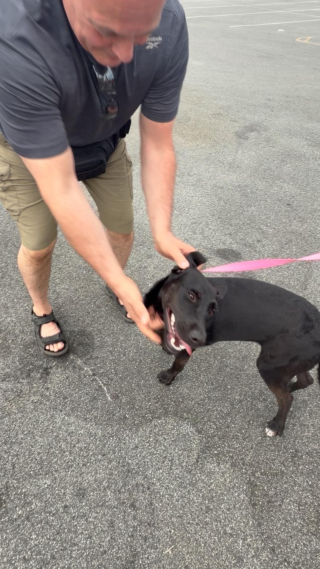 Enlarge Luna, a Adoptable mixed breed in Ridgefield, CT image 5/5