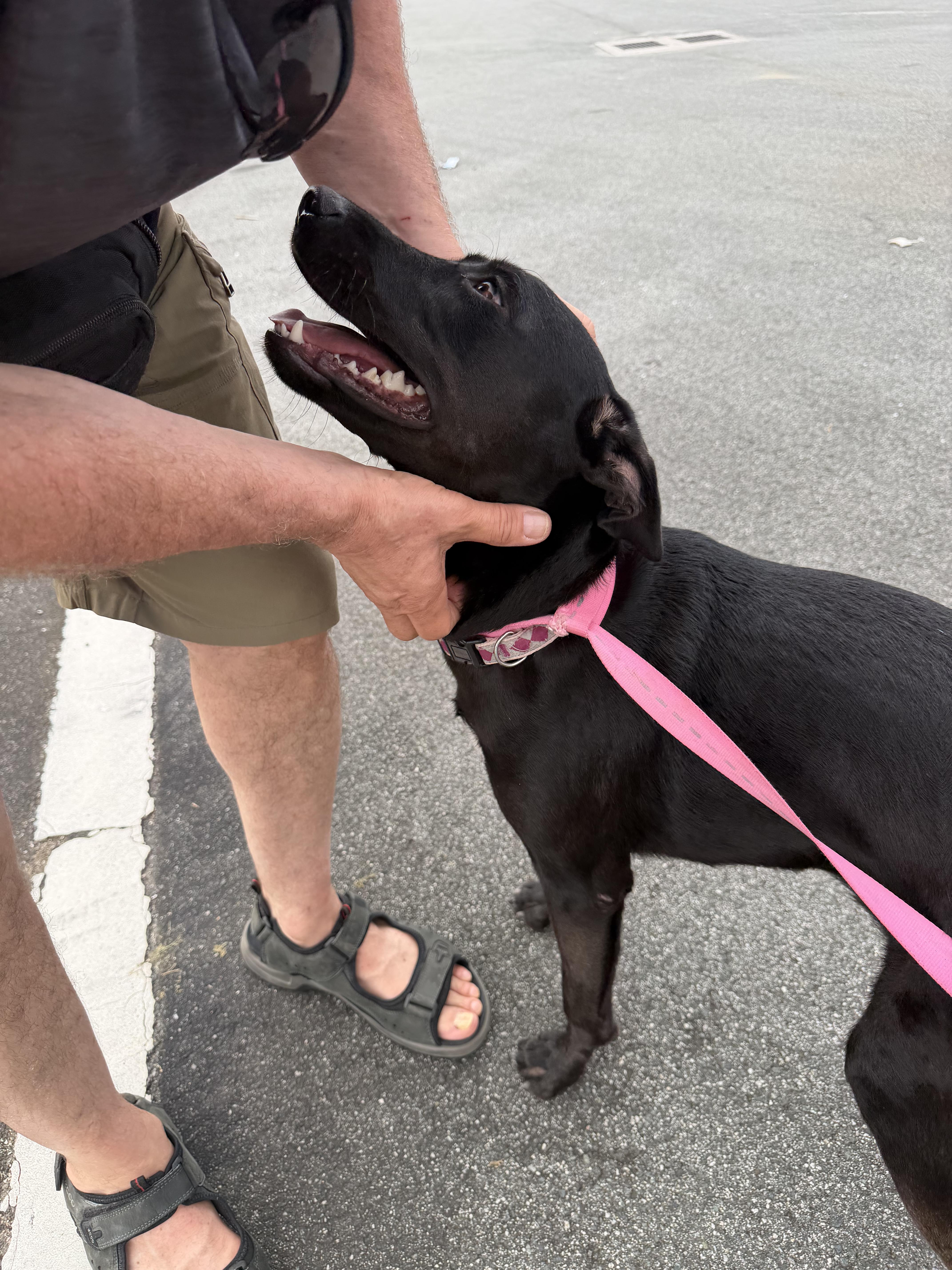 Luna, Adoptable, Young Female Black Labrador Retriever.