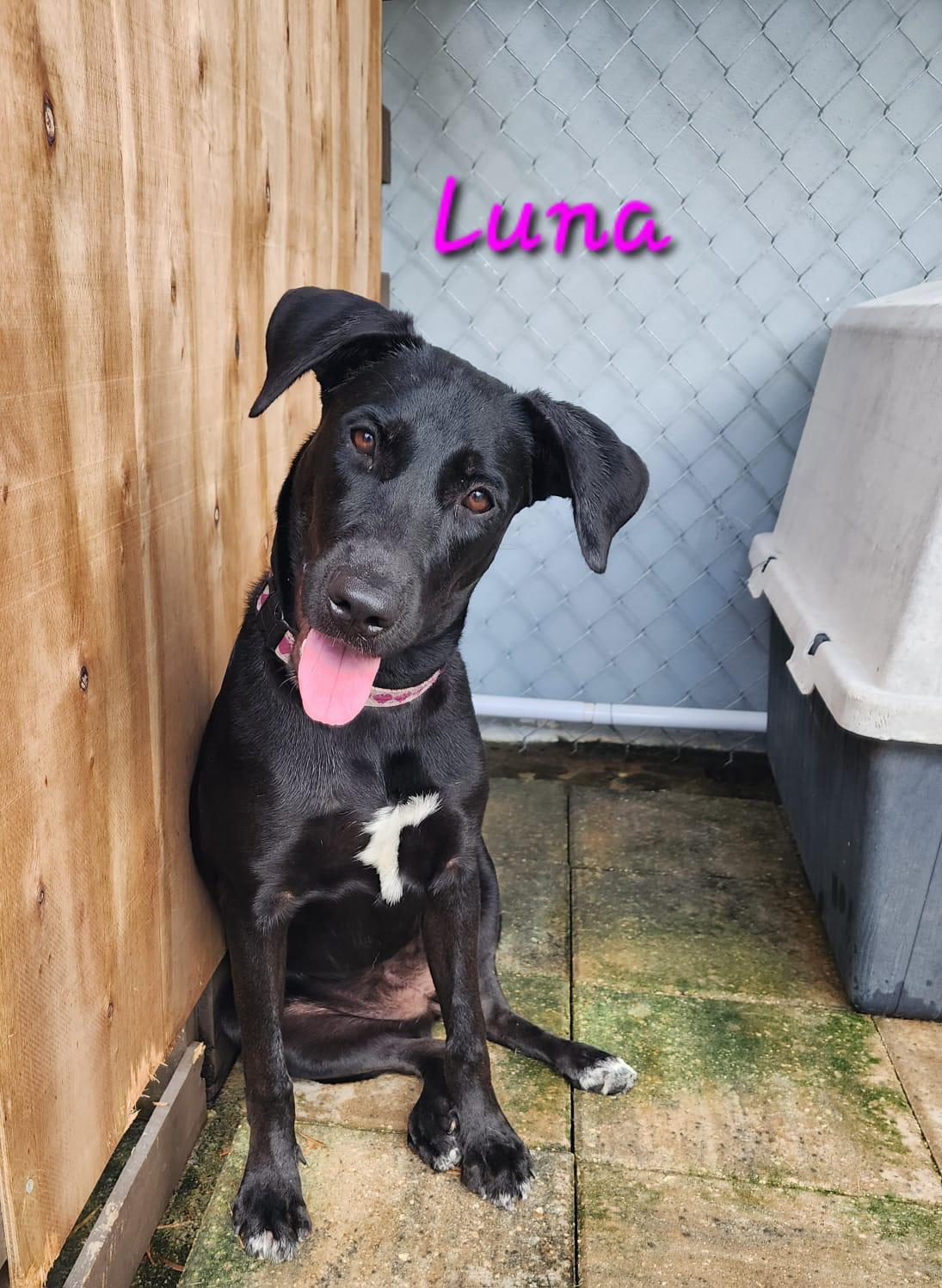 Luna, Adoptable, Young Female Black Labrador Retriever.