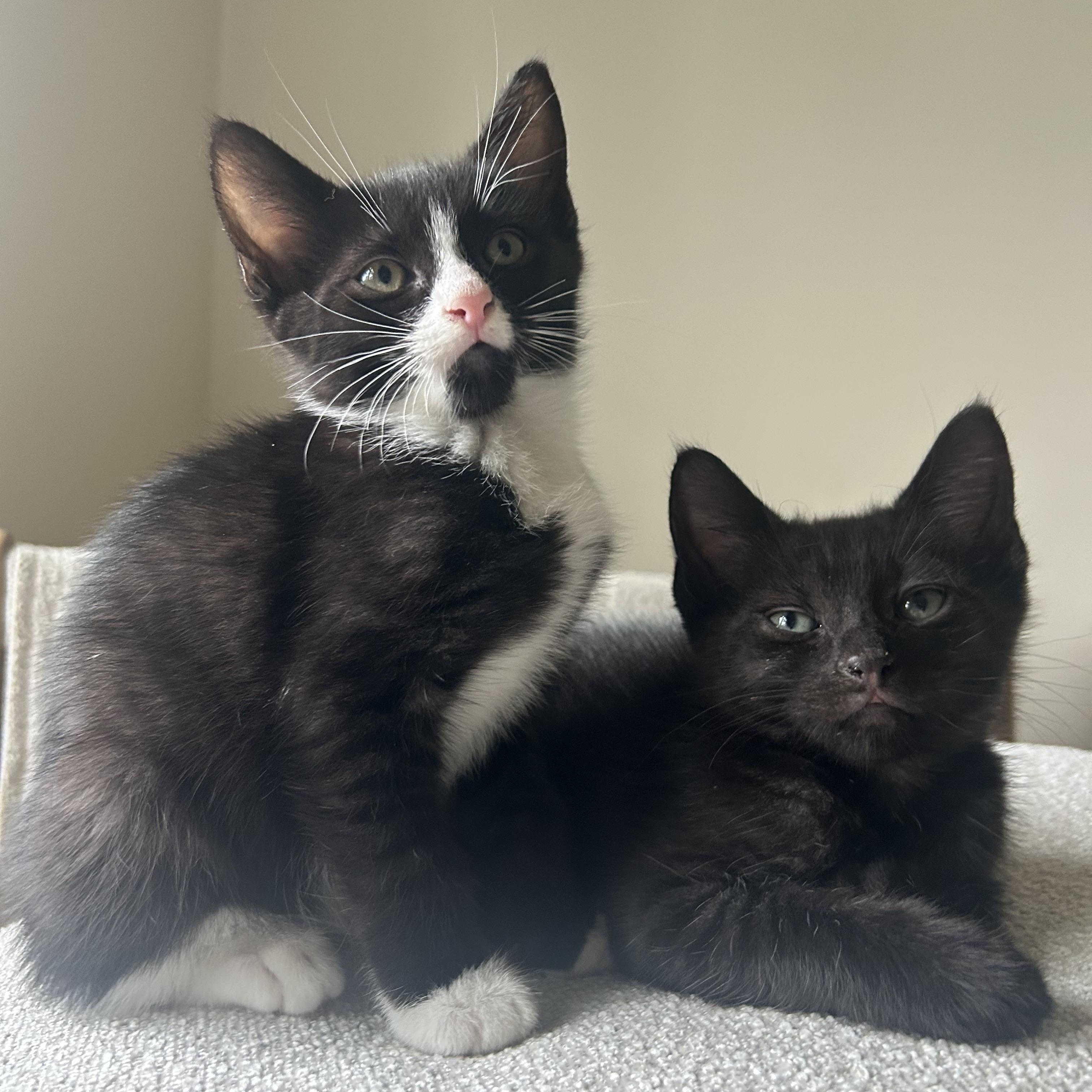 Enlarge Kermit, a Adoptable Domestic Short Hair in Westfield, NJ image 5/6