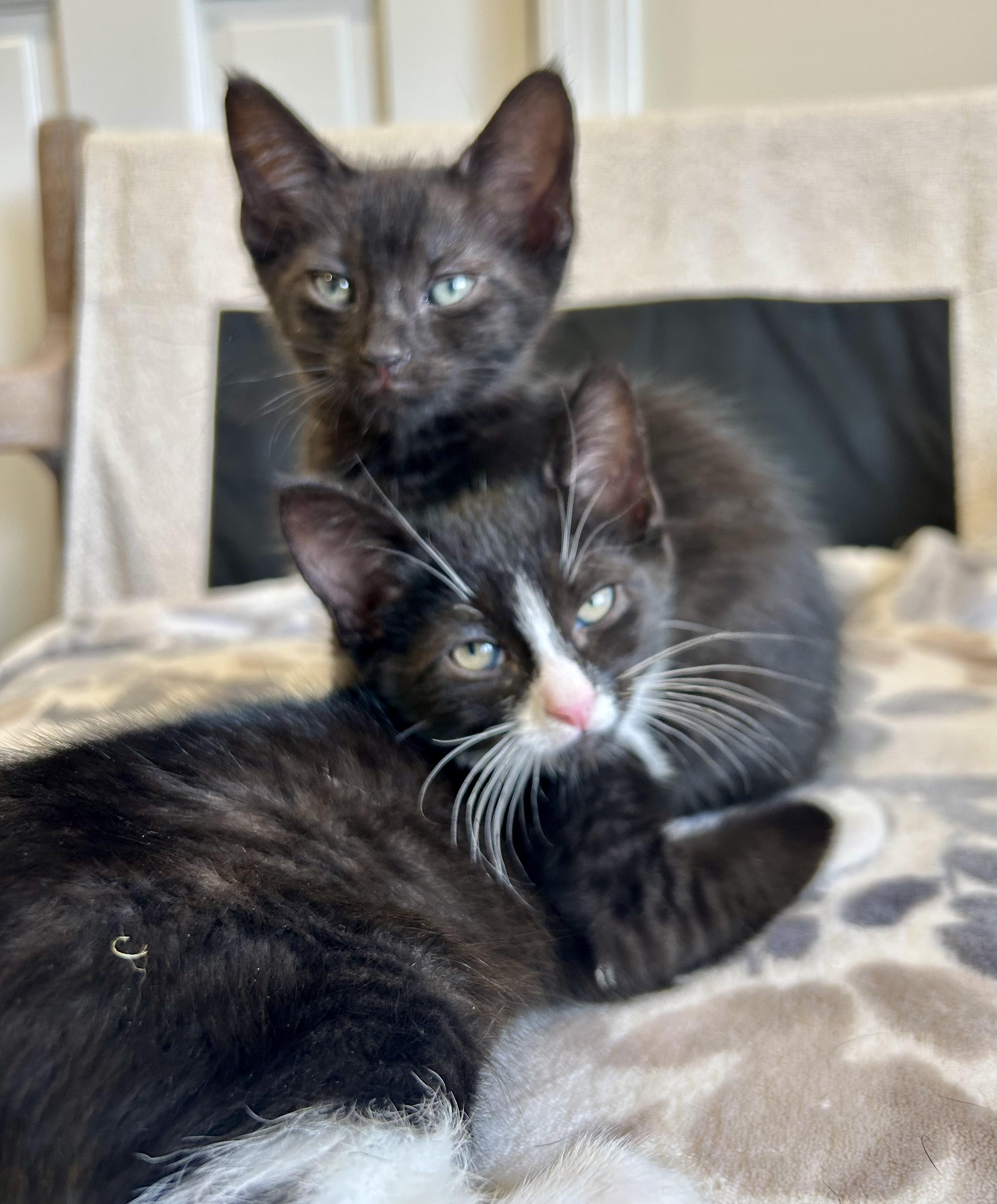 Enlarge Kermit, a Adoptable Domestic Short Hair in Westfield, NJ image 6/6