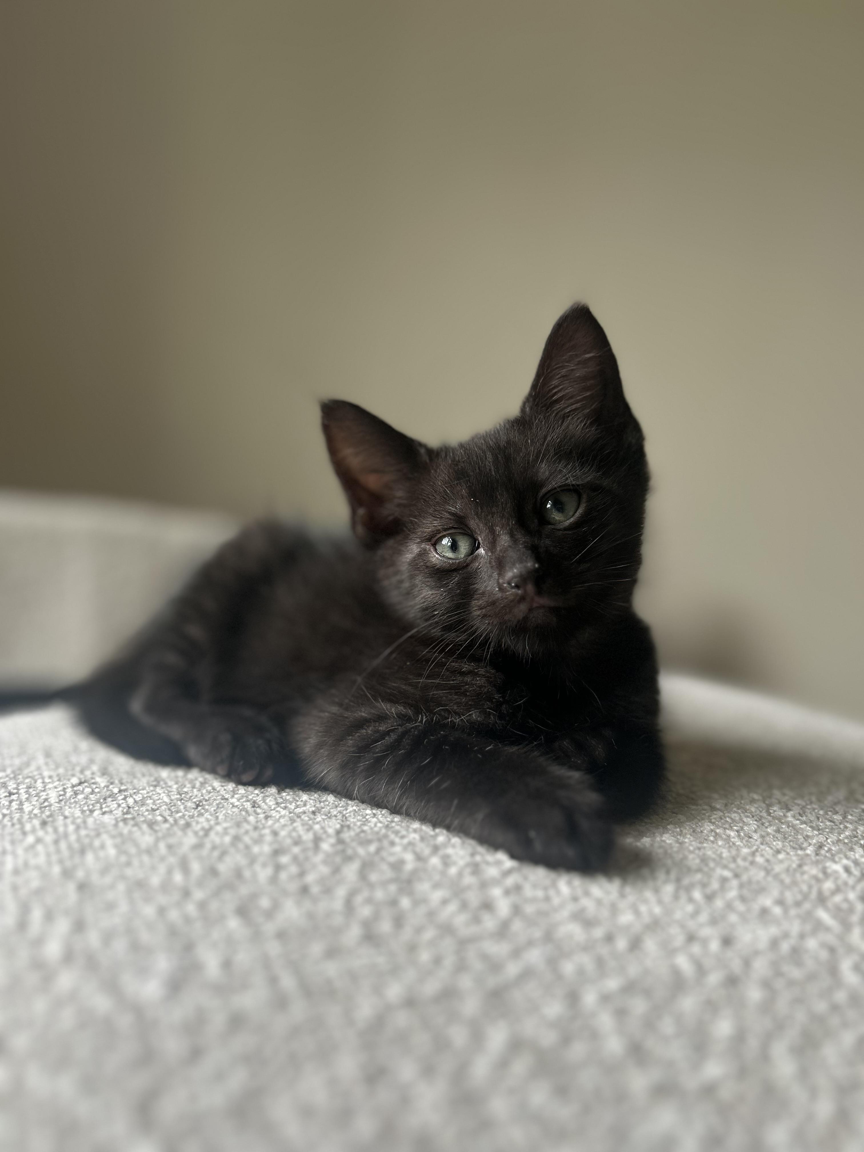 Enlarge Kermit, a Adoptable Domestic Short Hair in Westfield, NJ image 2/6
