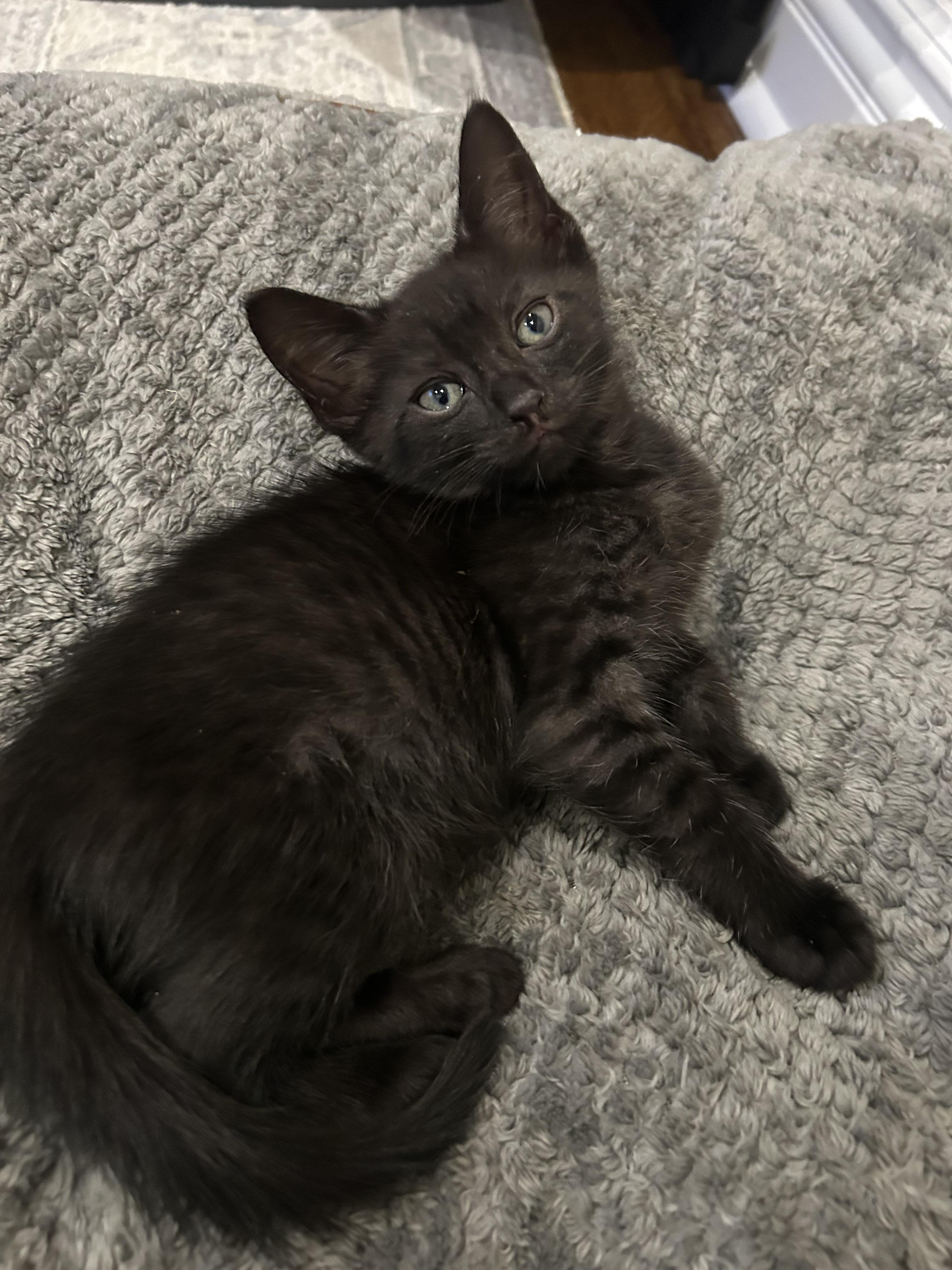 Enlarge Kermit, a Adoptable Domestic Short Hair in Westfield, NJ image 4/6