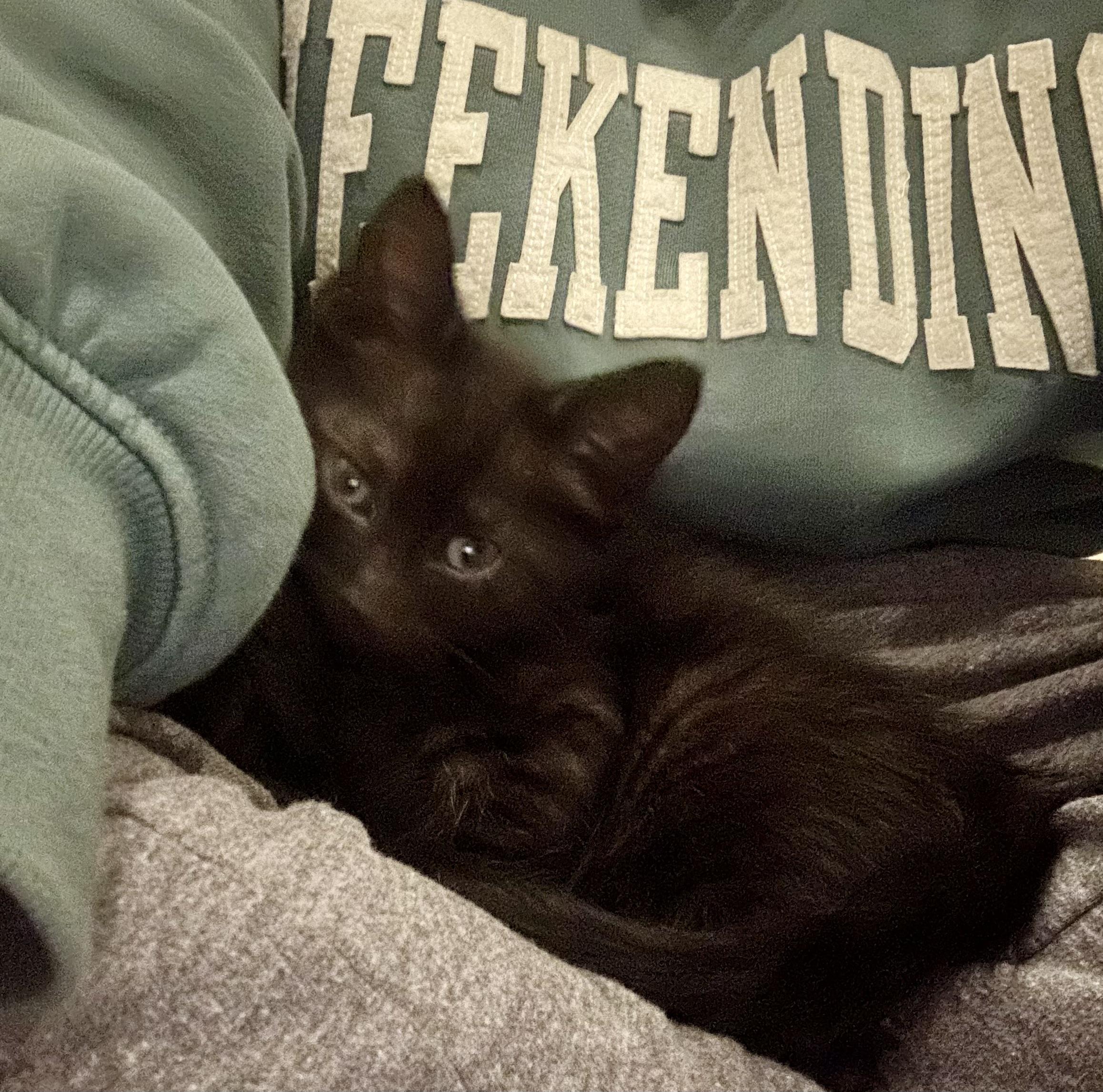 Kermit, Adoptable, Kitten Male Domestic Short Hair.