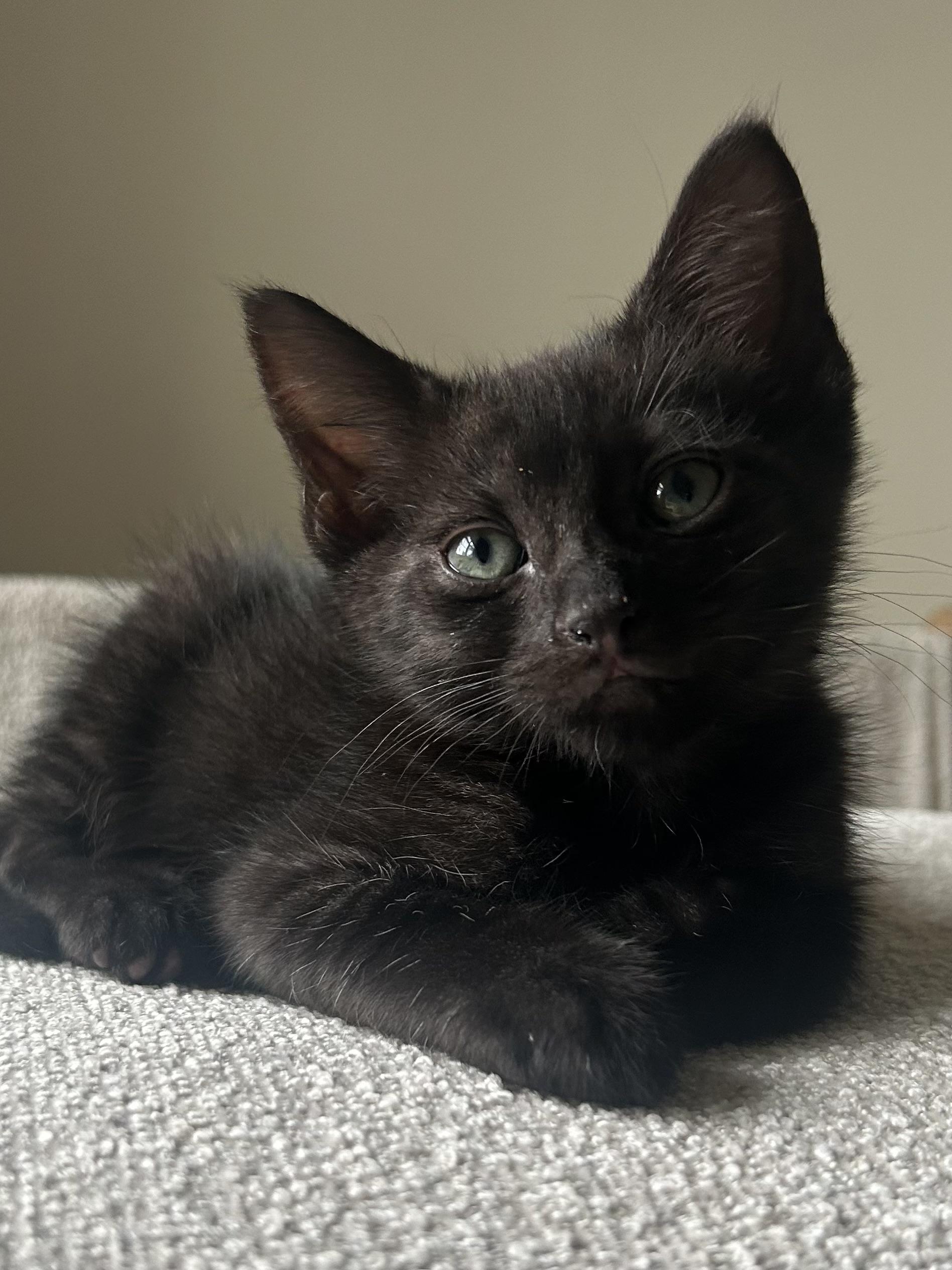 Enlarge Kermit, a Adoptable Domestic Short Hair in Westfield, NJ image 3/6