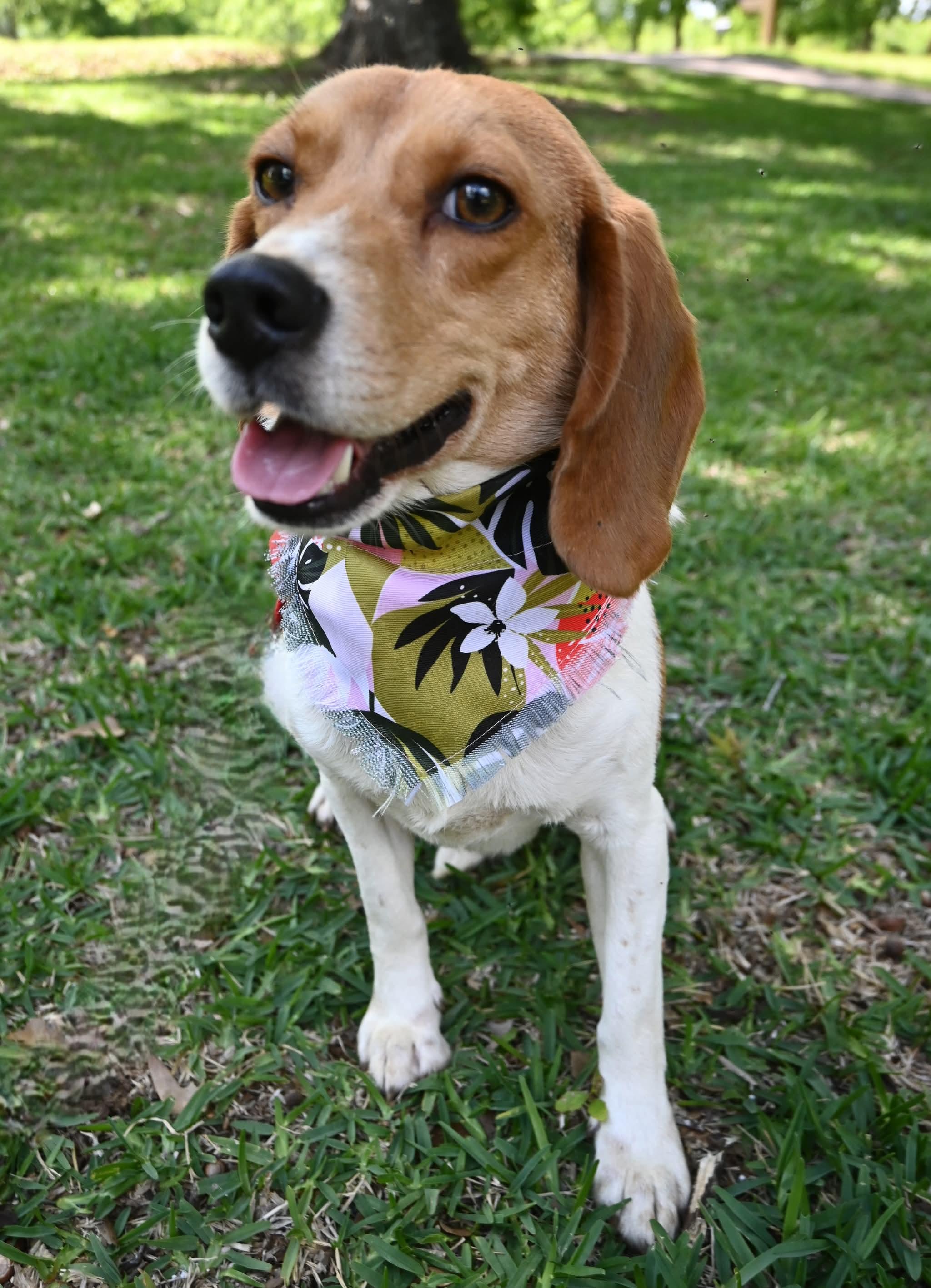 Bugle Boy, a ADOPTABLE mixed breed in Mt laurel Township, NJ image 4/6
