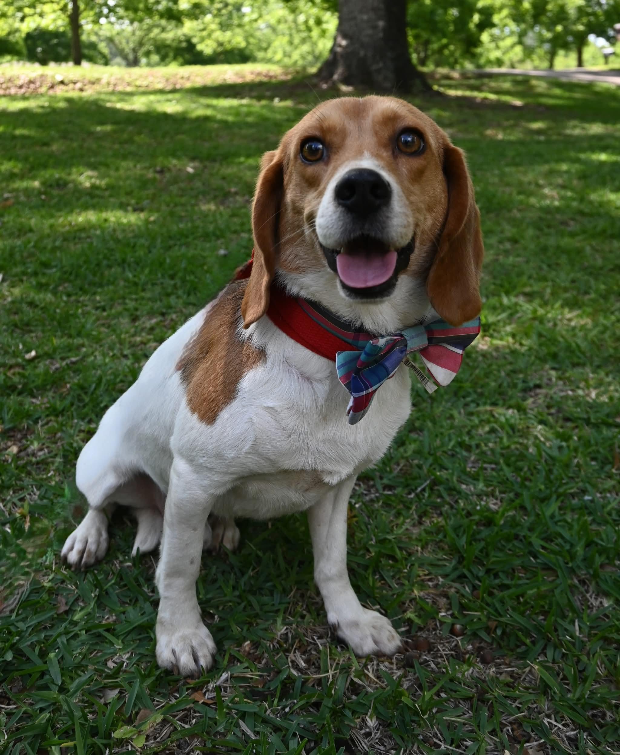 Bugle Boy, a ADOPTABLE mixed breed in Mt laurel Township, NJ image 5/6