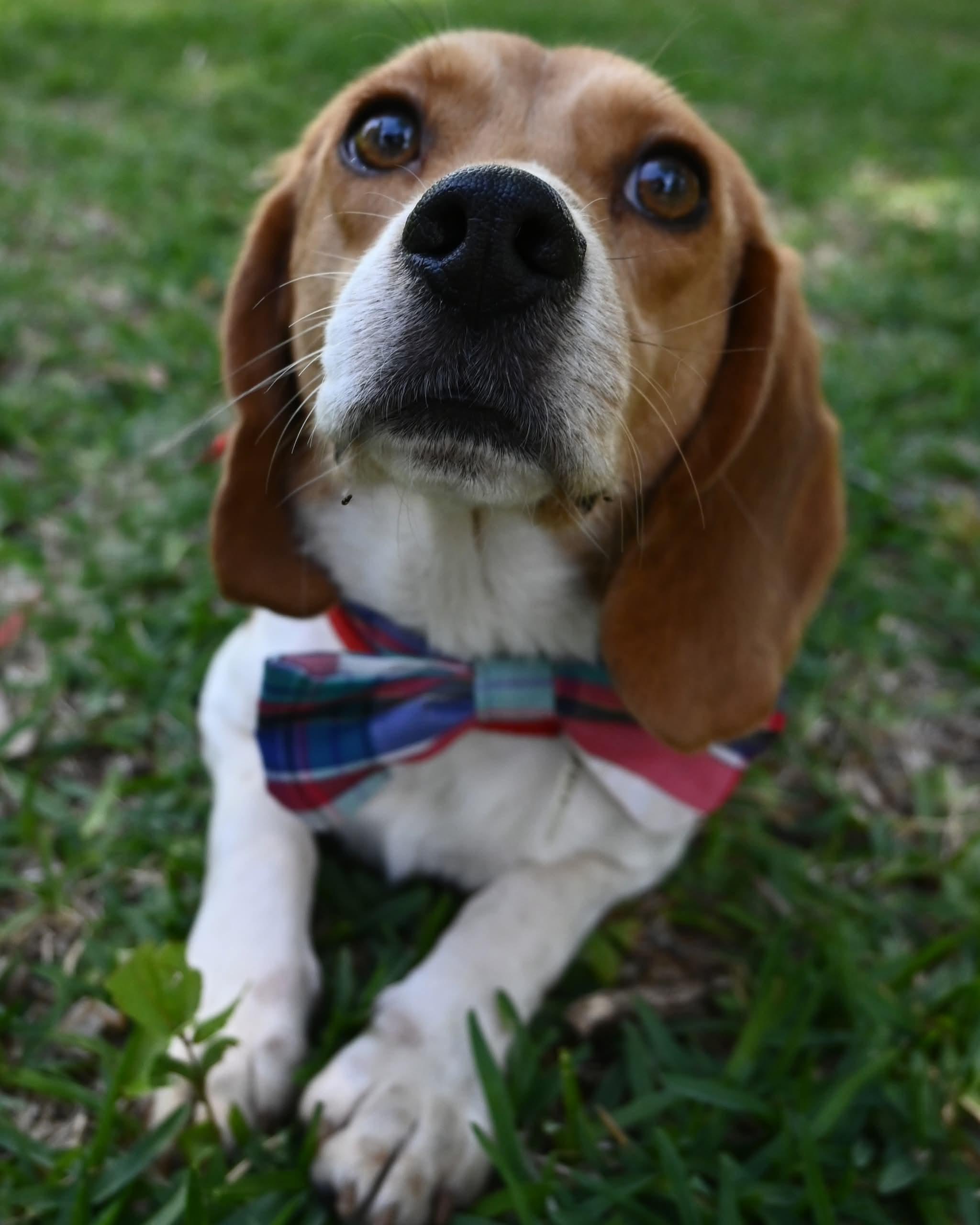 Bugle Boy, a ADOPTABLE mixed breed in Mt laurel Township, NJ image 6/6