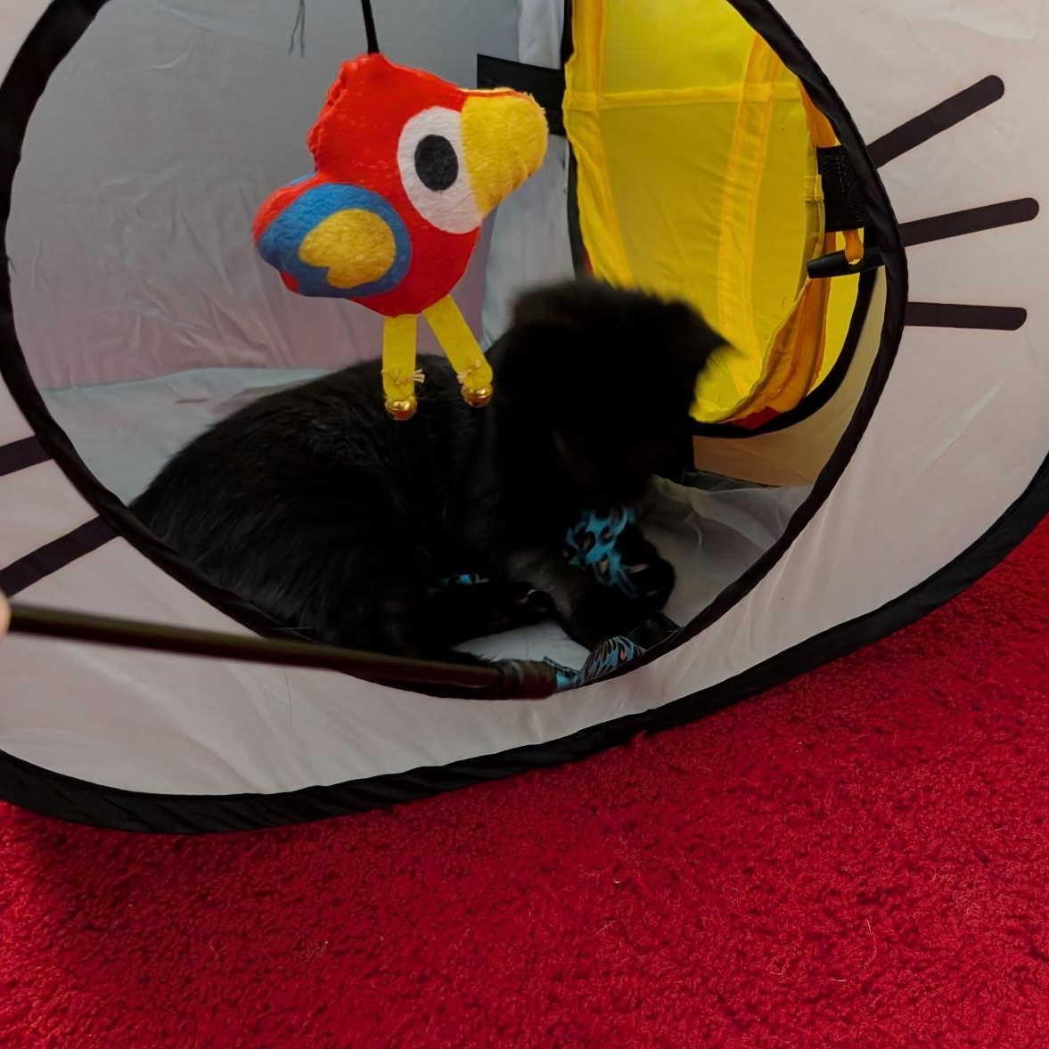 Enlarge Tristan, an adopted American Shorthair in Lilburn, GA image 3/6