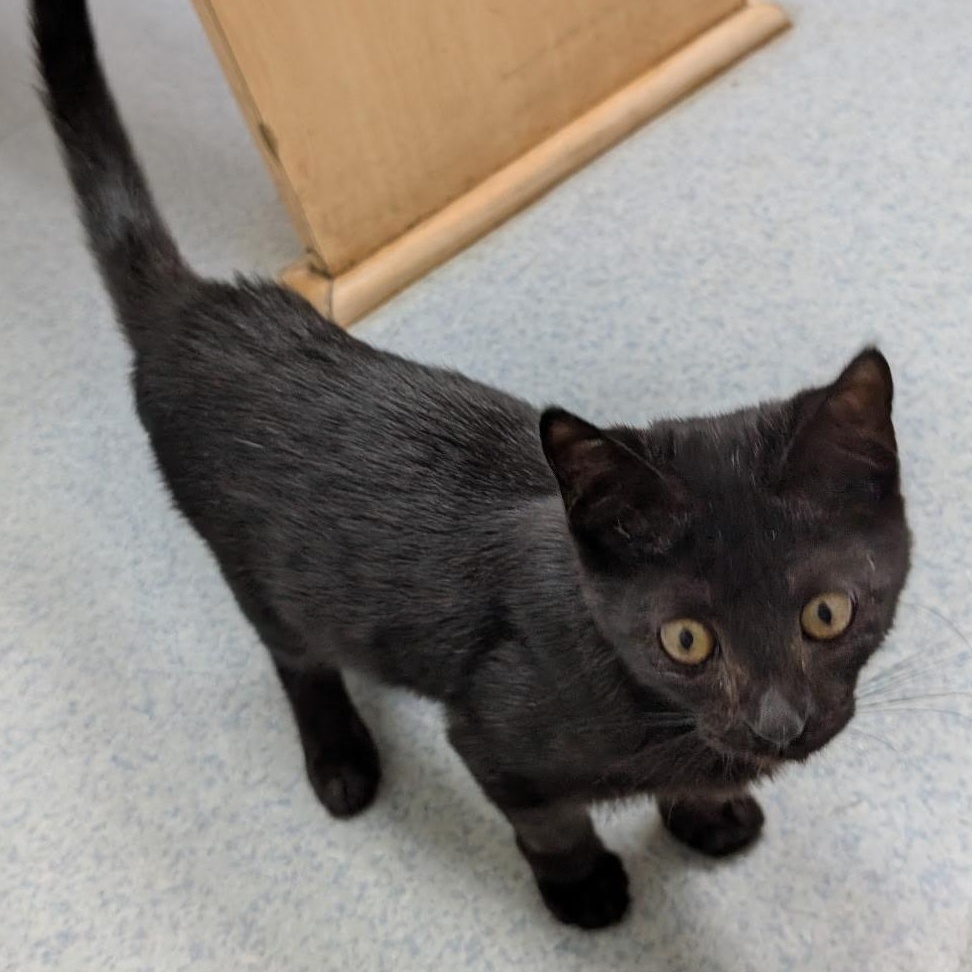 Tristan, adopted, Kitten Male American Shorthair.