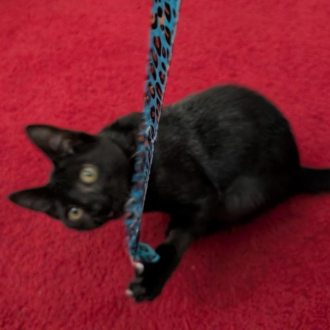 Enlarge Tristan, an adopted American Shorthair in Lilburn, GA image 5/6