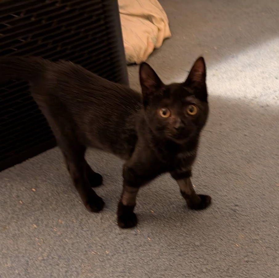 Enlarge Tristan, an adopted American Shorthair in Lilburn, GA image 2/6