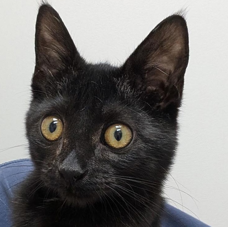 Enlarge Tristan, an adopted American Shorthair in Lilburn, GA image 6/6