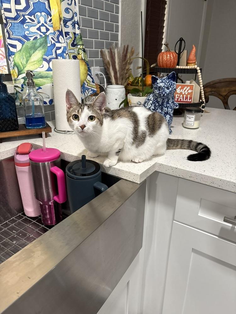 Enlarge Twyla, a Adoptable Domestic Short Hair in DELTONA, FL image 1/6