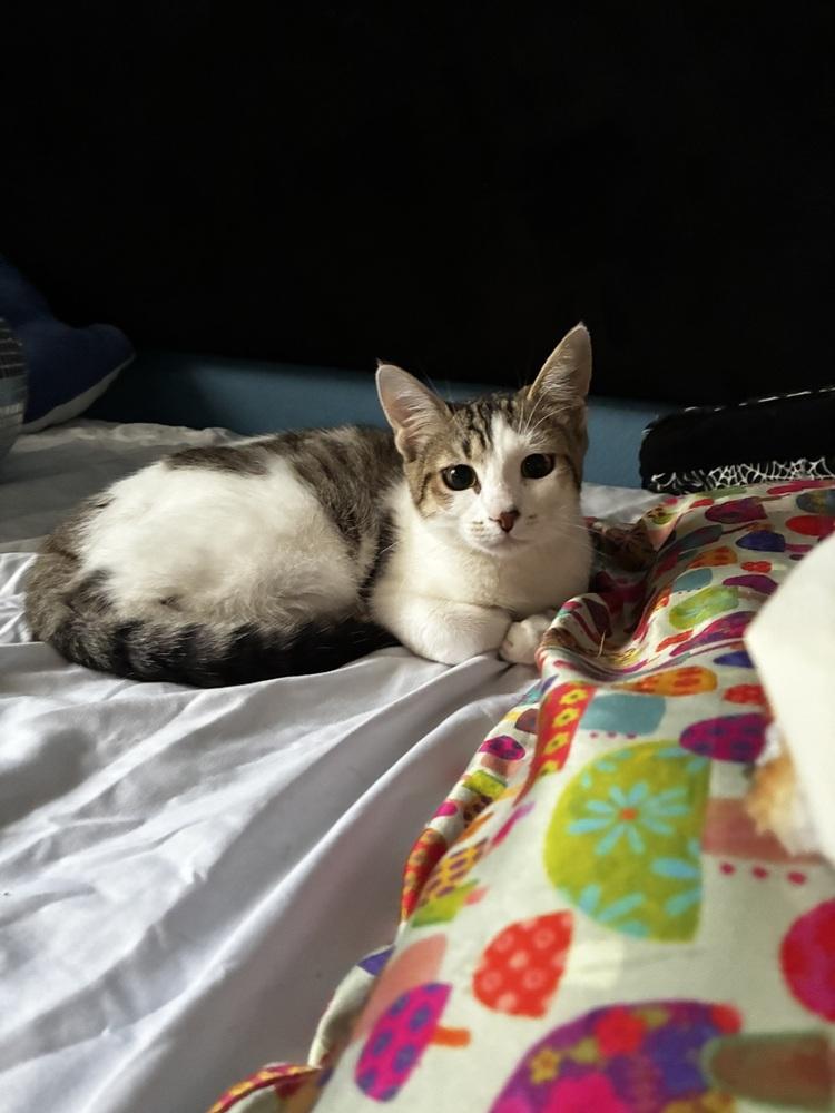 Enlarge Twyla, a Adoptable Domestic Short Hair in DELTONA, FL image 2/6