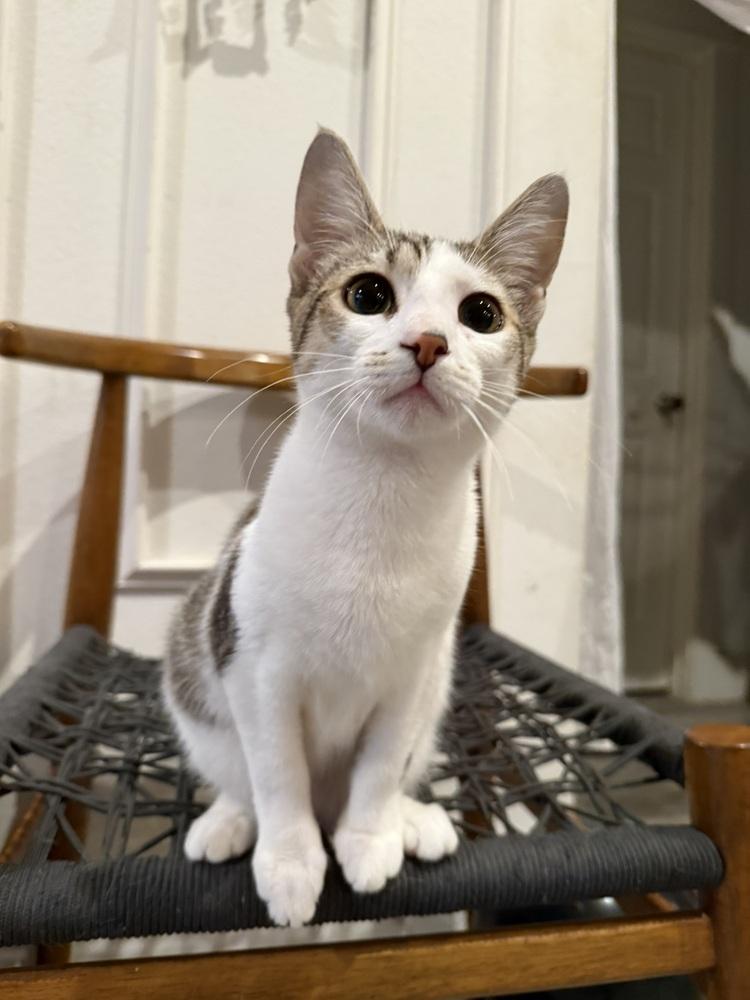 Enlarge Twyla, a Adoptable Domestic Short Hair in DELTONA, FL image 3/6