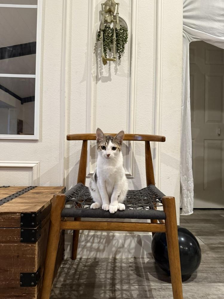 Enlarge Twyla, a Adoptable Domestic Short Hair in DELTONA, FL image 4/6