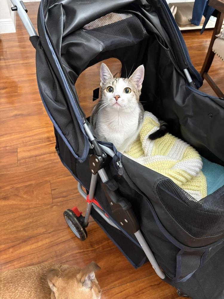 Enlarge Twyla, a Adoptable Domestic Short Hair in DELTONA, FL image 5/6