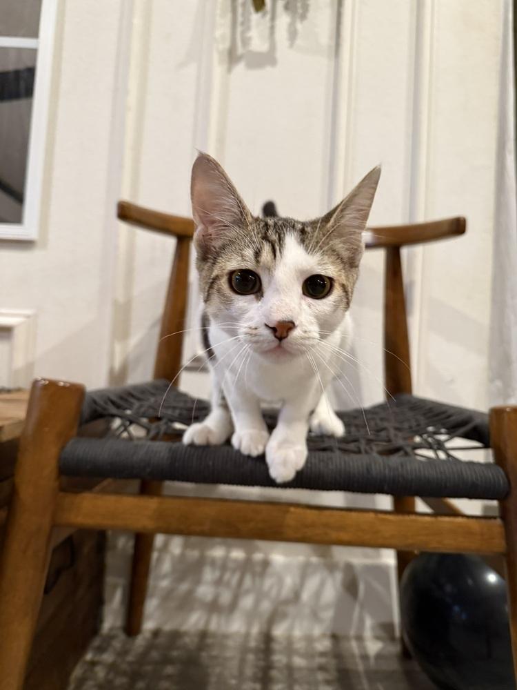 Enlarge Twyla, a Adoptable Domestic Short Hair in DELTONA, FL image 6/6