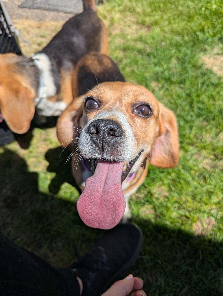 Rose, a Adoptable Beagle in Barron, WI image 2/3
