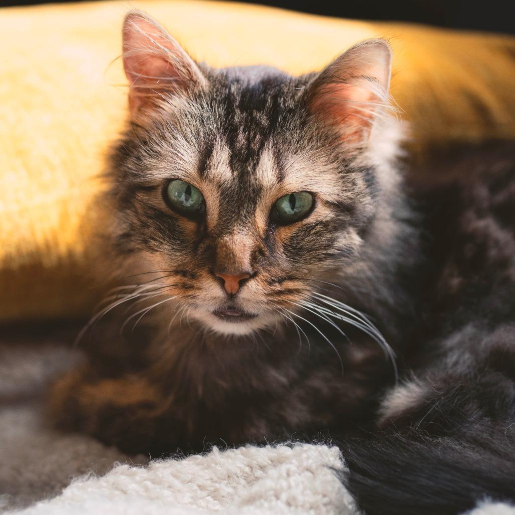 Woodstock, Adoptable, Adult Male Domestic Long Hair.